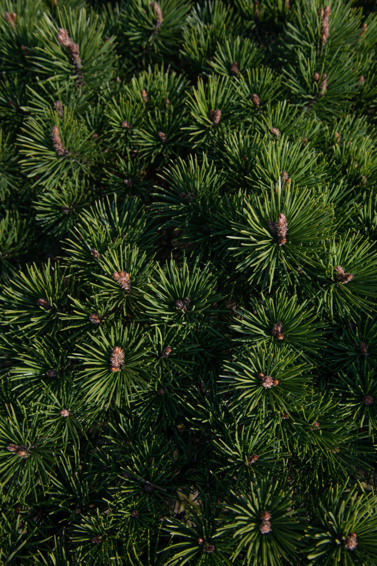 Bienfaits méconnus des bourgeons de sapin